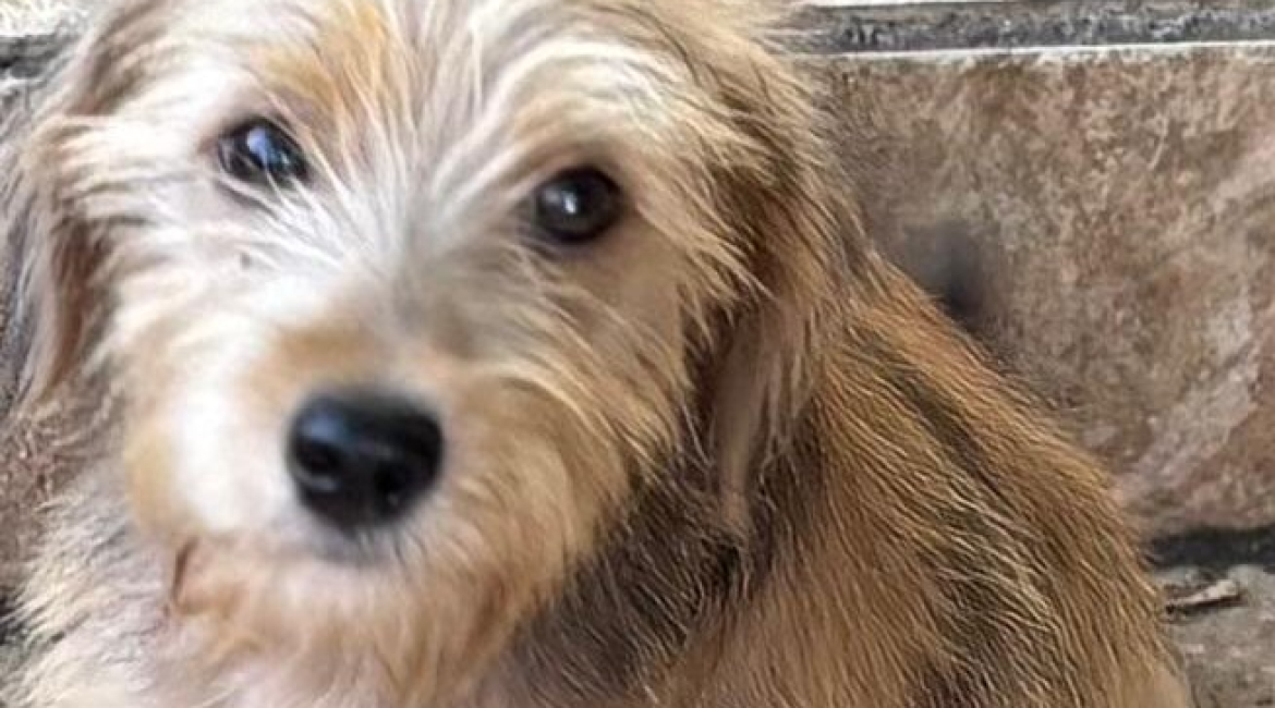 Chiens à adopter